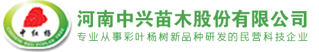 中兴红叶杨_【河南中兴苗木基地】全红杨,金红杨,靓红杨,翡翠杨,中红杨,炫红杨,红叶杨